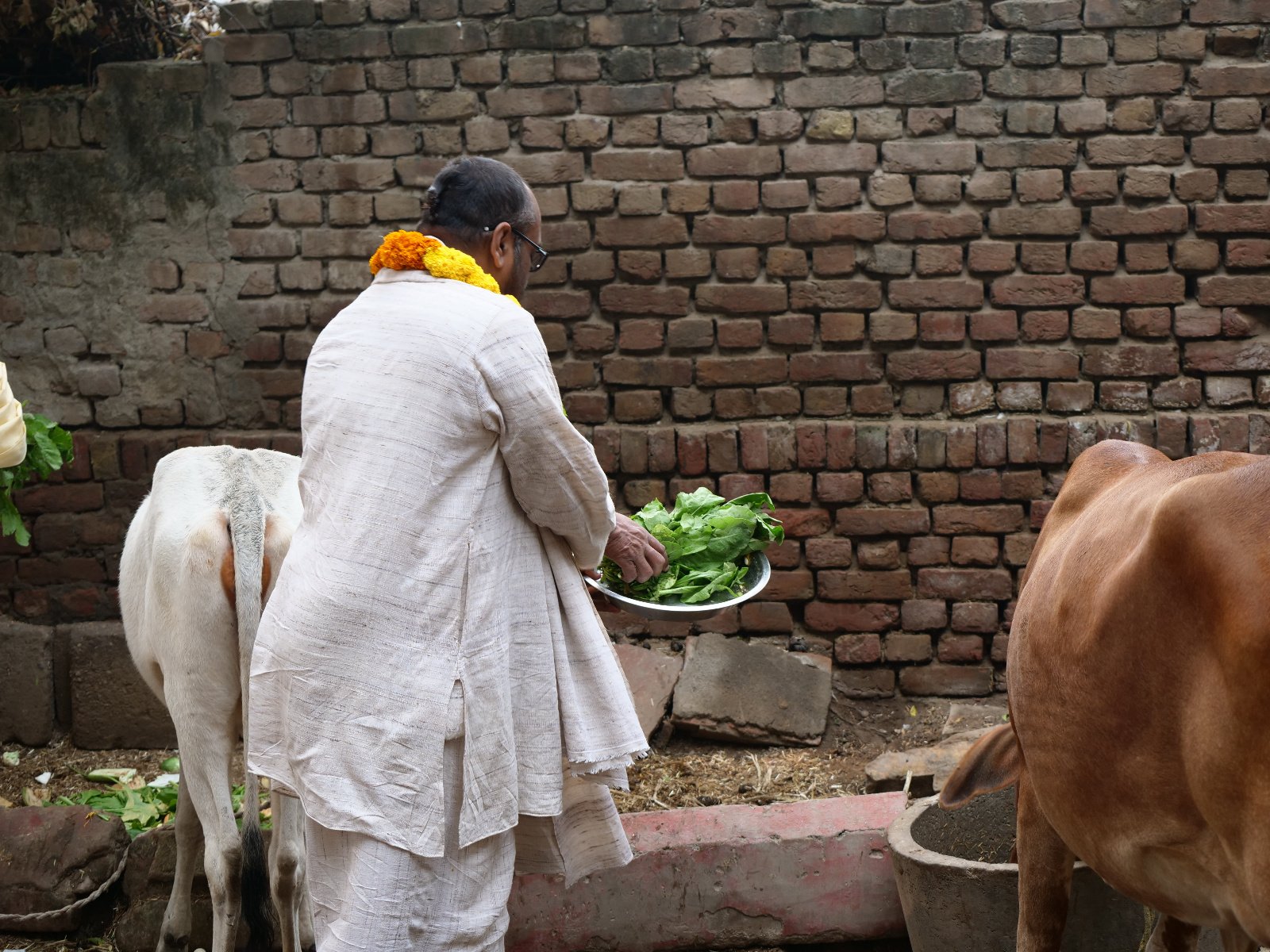  91 Gopashtami Radha kunda Govardhan 19.11.04